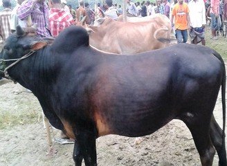 Islam Freedom Qurbani 2016