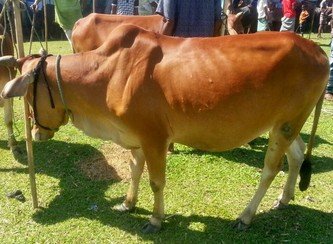 Islam Freedom Qurbani 2017