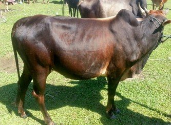 Islam Freedom Qurbani