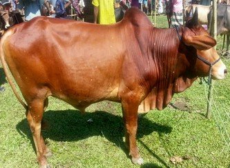 Islam Freedom Qurbani 2017