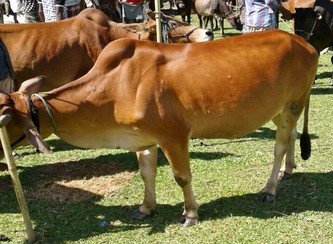 Islam Freedom Qurbani