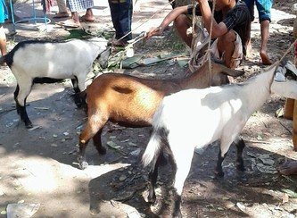 Islam Freedom Qurbani 2017