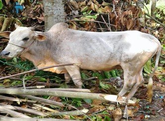 Islam Freedom Qurbani