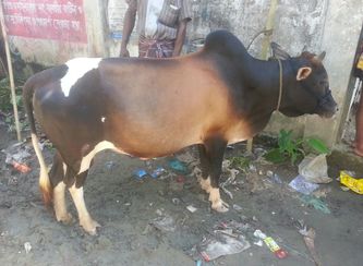 Islam Freedom Qurbani 2017