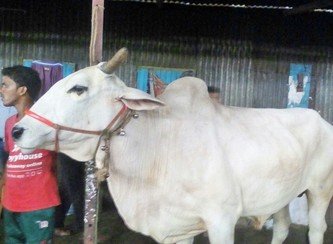 Islam Freedom Qurbani