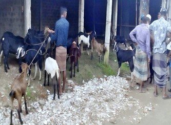 Islam Freedom Qurbani