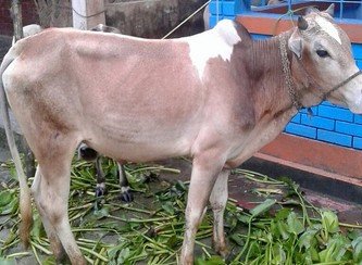 Islam Freedom Qurbani