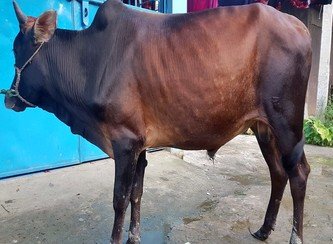 Islam Freedom Qurbani 2017
