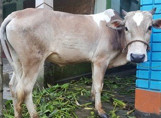 Islam Freedom Qurbani 2017