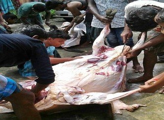 Islam Freedom Qurbani 2017