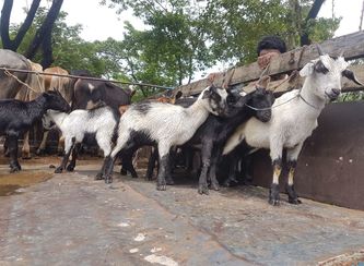 Islam Freedom Qurbani