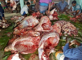 Islam Freedom Qurbani
