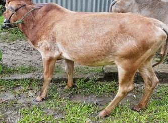 Islam Freedom Qurbani 2017