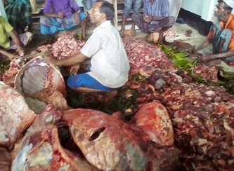 Islam Freedom Qurbani