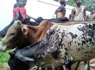 Islam Freedom Qurbani 2017