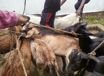 Islam Freedom Qurbani