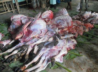 Islam Freedom Qurbani