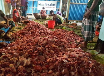 Islam Freedom Qurbani